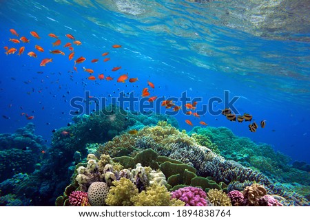 Beautiful tropical coral reef with shoal or red coral fish Anthias. Wonderful underwater world with corals, tropical fish Royalty-Free Stock Photo #1894838764