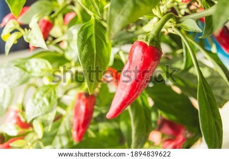 Hot chili pepper with red fruits growing on a bush, close-up. Royalty-Free Stock Photo #1894839622