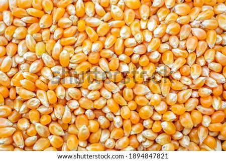 A picture of a seed corn