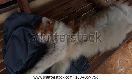 A Cat who is sleepy on a board
