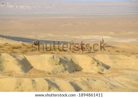Camels near the famous Sherkala mount on Ustyurt plateau, Aktau region, Western Kazakhstan.