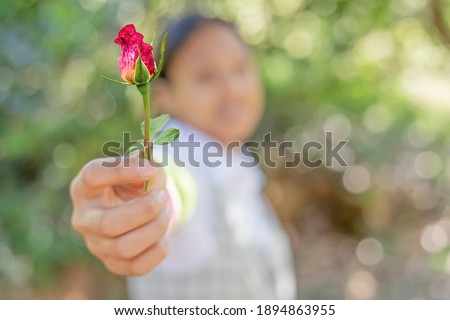 Human giving a red rose to girlfriend in Valentine's day.
