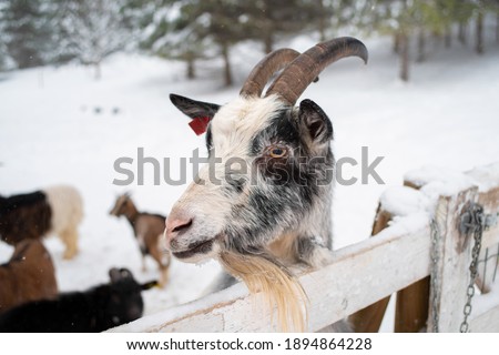 Close up portrait photo of a goat standing on the field with snow falling in the foreground in soft focus. Shot in Kolepi, South Estonia. 