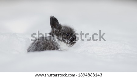 little gray bunny in winter