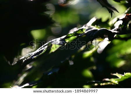 Solar summer morning in the shady park. Play of light and shadow on oak leaves. Abstract picture.