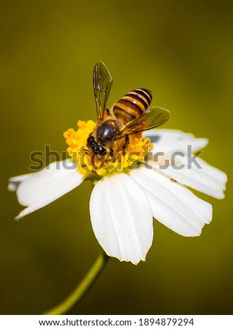Honey bees are flying into hairy beggarticks Royalty-Free Stock Photo #1894879294