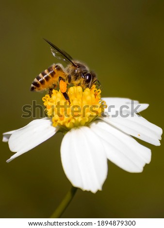 Honey bees are flying into hairy beggarticks Royalty-Free Stock Photo #1894879300