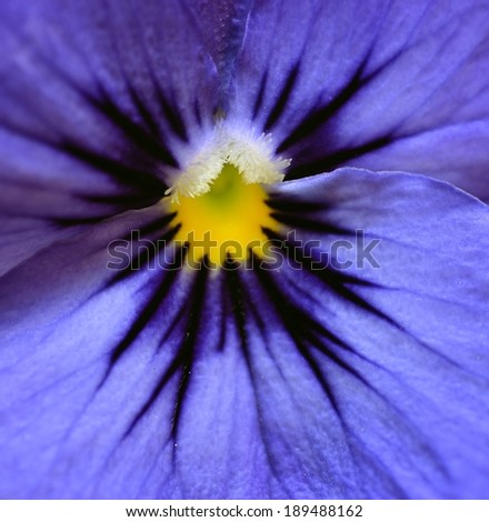 violet pansy