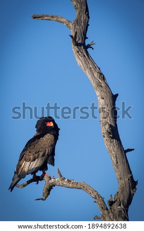Birds of Kruger national Park South Africa 