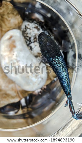 Beauty photos of Betta fish which are turquoise. Can be used as a background, texture in Photoshop or wallpaper.