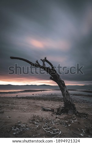 long exposure solo death tree beach 