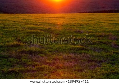 Dark background with grass in the field during sunset