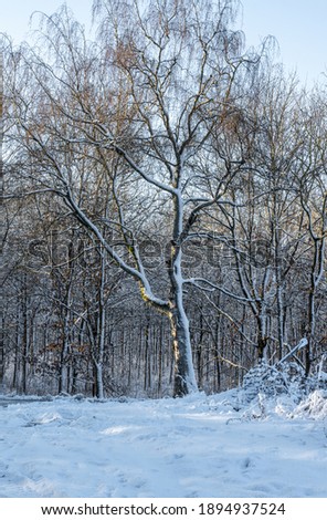 A tree covered in snow a crispy cold winter day in a forest. Picture from Eslov, southern Sweden