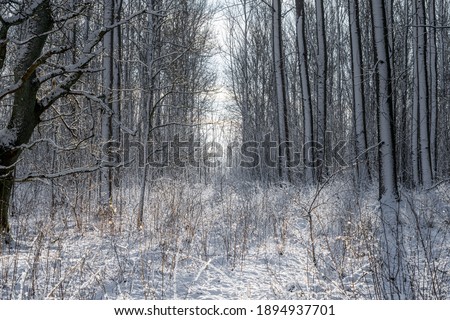 A backlit photo of a forest glade covered in snow a crispy cold winter day. Picture from Eslov, southern Sweden