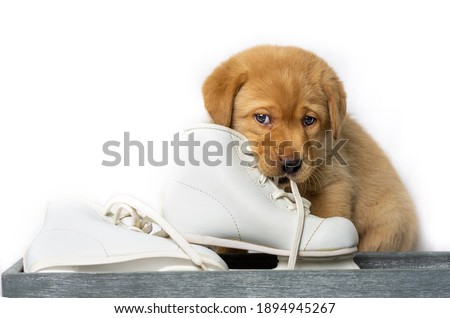blonde labrador puppy looks innocent as he nibbles the laces of a white ice skate. isolated white background. copy space