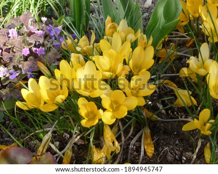 yellow crocus flower in the garden