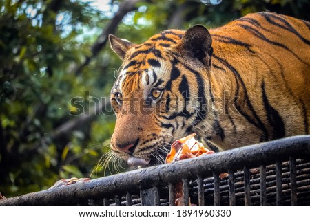 eating bengal tiger in green forest background