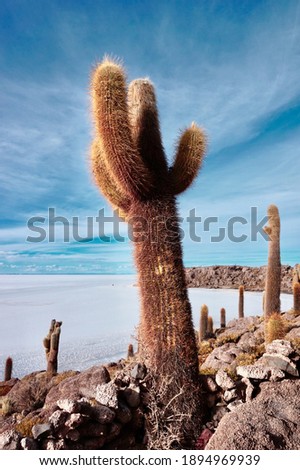 Incahuasi island in Uyuni salt flats. Cactus on incahuasi island, Bolivia, South America. Royalty-Free Stock Photo #1894969939