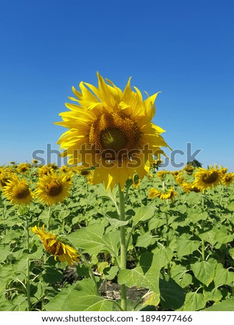 Big sunflower and wide field 