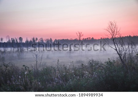Eerie foggy morning in a forest glade. Red Dawn