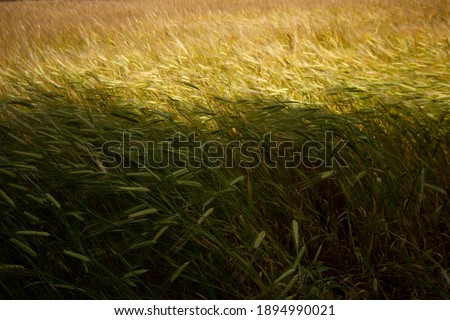 Farming. Wheat field in summer.  