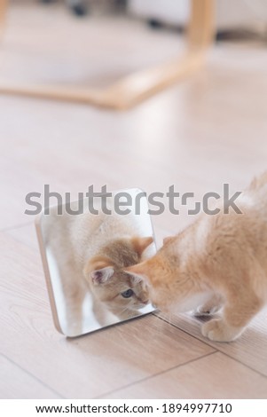 a British chinchilla kitten plays on a white background