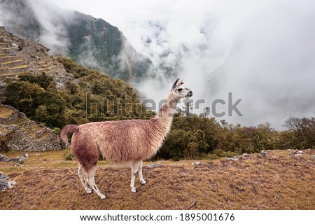 Llama on Machu Picchu, Aguas Calientes, Peru.  Royalty-Free Stock Photo #1895001676
