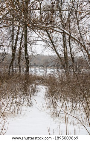 Winter landscape with fair trees.