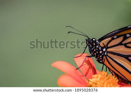 Monarch Butterfly, Danaus plexippuson, on orange Tithonia Mexican Sunflower