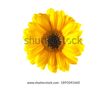 Isolated flower over with background