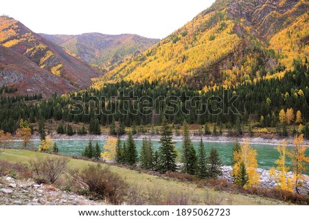 A glimpse of an autumn valley lying high in the mountains, surrounded by a coniferous forest and a flowing turquoise river. Katun river, Altai, Siberia, Russia.