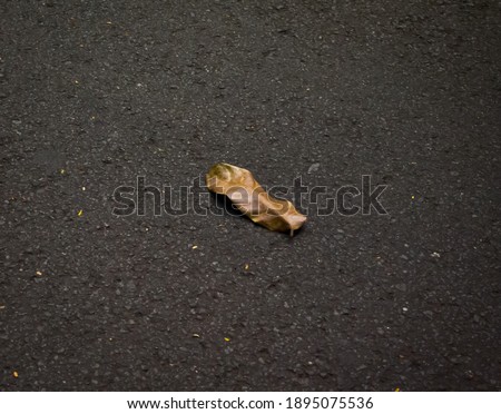 Dry leaf on the asphalt ground