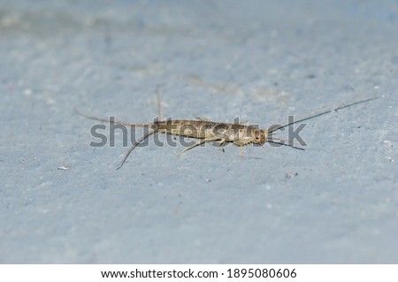 Silverfish (Lepisma saccharinum) is a species of small, primitive, wingless insect in the order Zygentoma.