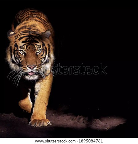 Nature background  wallpaper paper tigers  nature images etc. 