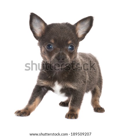 Five weeks old little chihuahua puppy on a white background
