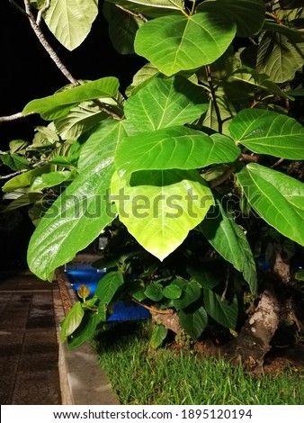 ficus auriculata a type of fig at a resort in kerala india
