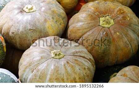 Fresh orange pumpkin, this photo can be used for background, wallpaper and other needs.