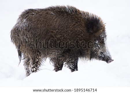 Young wild boar as a portrait in the snow