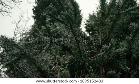 shoot a tree in winter day