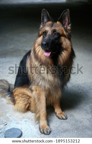 A big and beautiful German Shepherd Dog lying on the floor