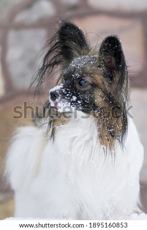 close up portrait of a dog papillon in snow 