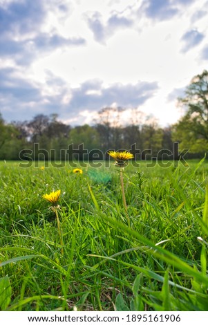 dandelion in the park, in spring