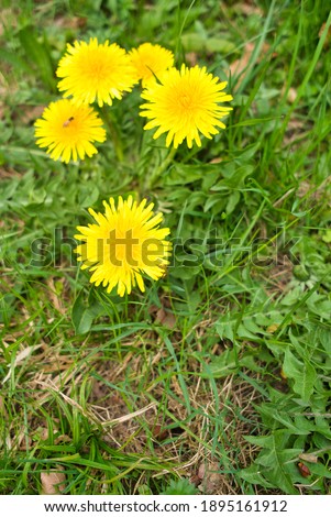 dandelion in the park, in spring