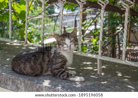 stray cat lying down on garden wall cat portrait in street looking around green eyes  close up  young kitty pet white iron door home house entrance gardening animals in urban istanbul city