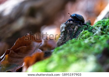 Dung beetle (Geotrupes stercorarius) climbing over green mossy bark from a dead tree trunk