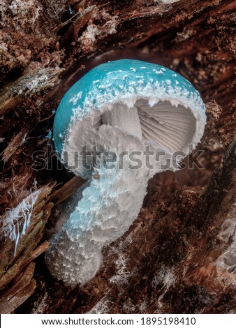 Detailed picture of a mushroom with a bright blue cap (blue-green stropharia) that grows on old rotten wood.
