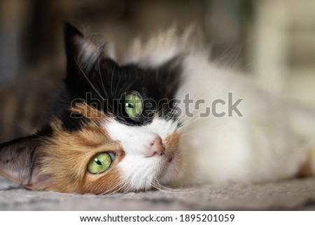 Beautiful long haired Calico cat with bright green eyes. This pretty tri-colored girl is lounging on the living room rug. Royalty-Free Stock Photo #1895201059