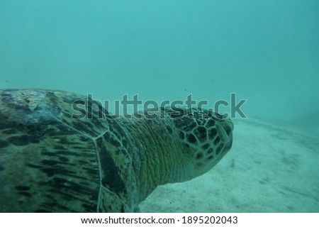 Close-up view of large turtle on the shallow sandy bottom, in the murky waters off Sipadan, Malaysia