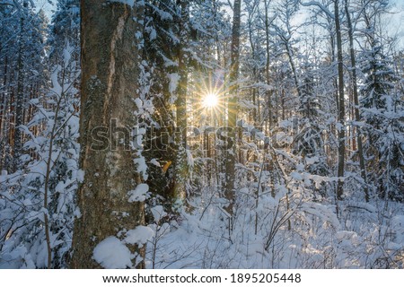 a dense winter forest,all covered with snowdrifts and the sun's rays shine through the trees