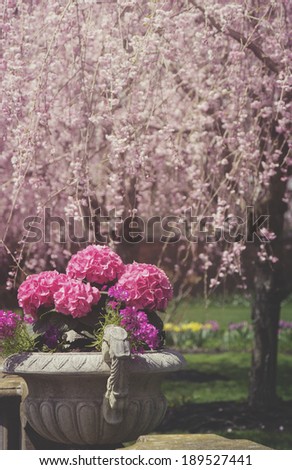 Toned picture of potted pink hydrangeas and cherry blossoms in background